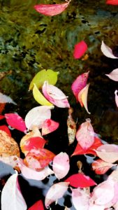 ピンク色の落葉1