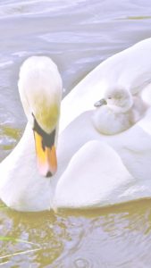 白鳥の親子2
