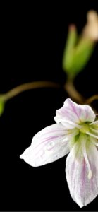 黒の背景と白い花