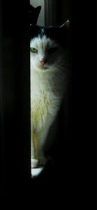 隙間から見てる猫