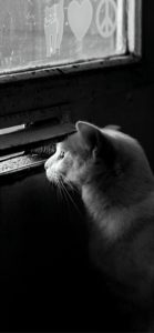 家から外をのぞいてる猫