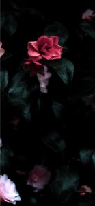 黒の背景とピンクのバラ1