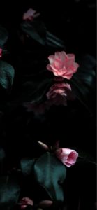 黒の背景とピンクのバラ2