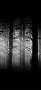 光が差し込んでいる森