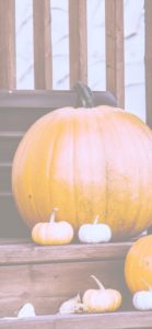 カラフルなかぼちゃ1