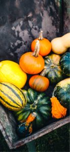 色々なカボチャ5