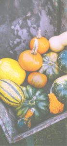 色々なカボチャ6