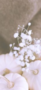 かすみ草と白いかぼちゃ2