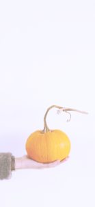 かぼちゃがひとつ1