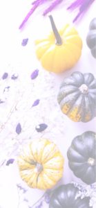 黄色のかぼちゃ4