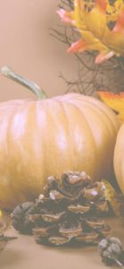 ミルクティ色のかぼちゃ4