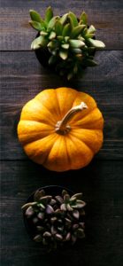 かぼちゃと植物1