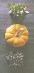 かぼちゃと植物2