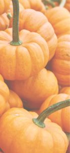 積まれてるかぼちゃ2
