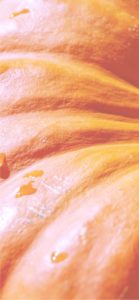 オレンジ色のかぼちゃ2