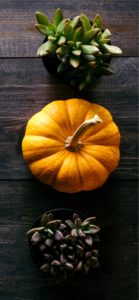 かぼちゃと植物2