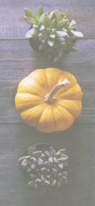 かぼちゃと植物1