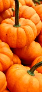 積まれたかぼちゃ2