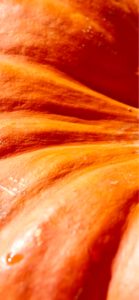 オレンジ色のかぼちゃ2