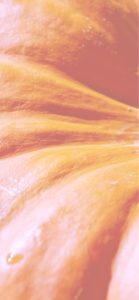 オレンジ色のかぼちゃ1