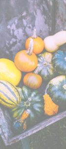 木箱のかぼちゃ1