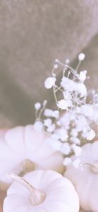 かすみ草と白いかぼちゃ1