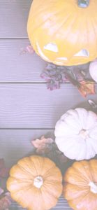 上から見たかぼちゃ4