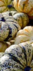 ストライプのかぼちゃ1