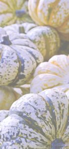 ストライプのかぼちゃ2