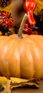 ミルクティー色のかぼちゃ4