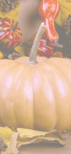 ミルクティー色のかぼちゃ3