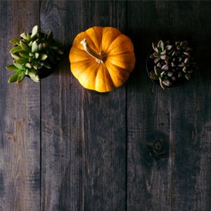 かぼちゃと植物4