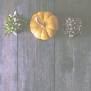 かぼちゃと植物3