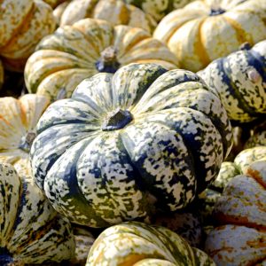 ストライプのかぼちゃ2