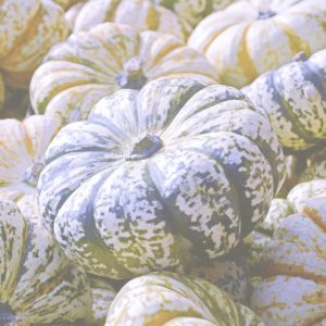 ストライプのかぼちゃ1