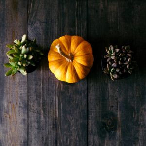 カボチャと植物1