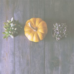 カボチャと植物2