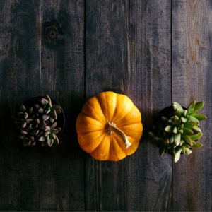 カボチャと植物3