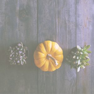 カボチャと植物4