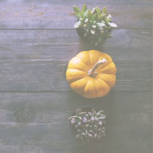 カボチャと植物6