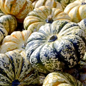 ストライプのかぼちゃ2