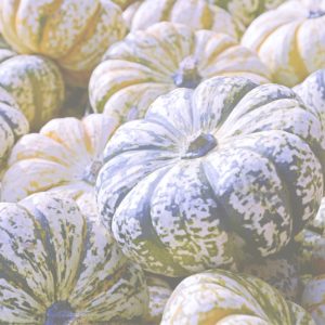 ストライプのかぼちゃ1