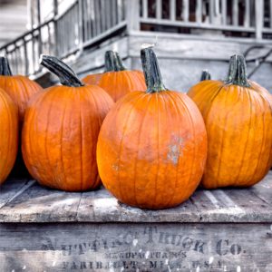 板の上に並んでるかぼちゃ2