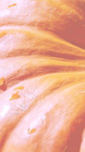 オレンジ色のかぼちゃ1