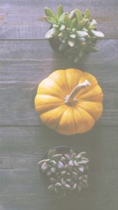 かぼちゃと植物1