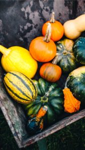 箱の中のかぼちゃ1