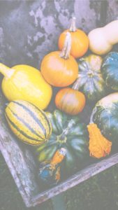 箱の中のかぼちゃ2