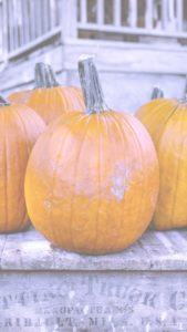 オレンジ色のかぼちゃ2