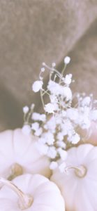 かすみ草と白いかぼちゃ2