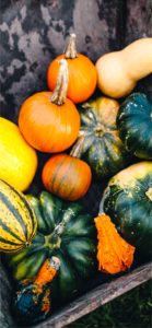 様々なかぼちゃ2